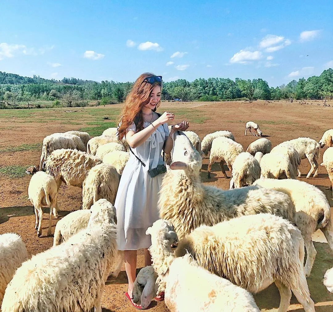 Du khách tham quan đồng cừu - Tour Hang Rái, Vĩnh Hy, Vườn Nho, Đồng Cừu