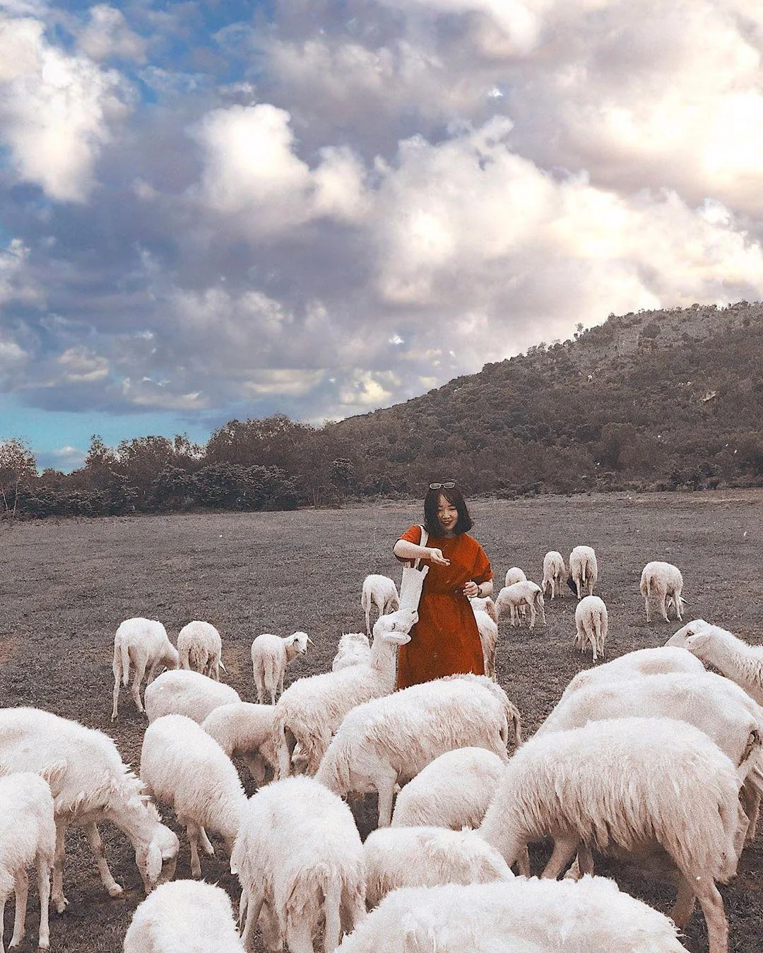 Du khách chụp ảnh cùng đàn cừu tại Đồng Cừu