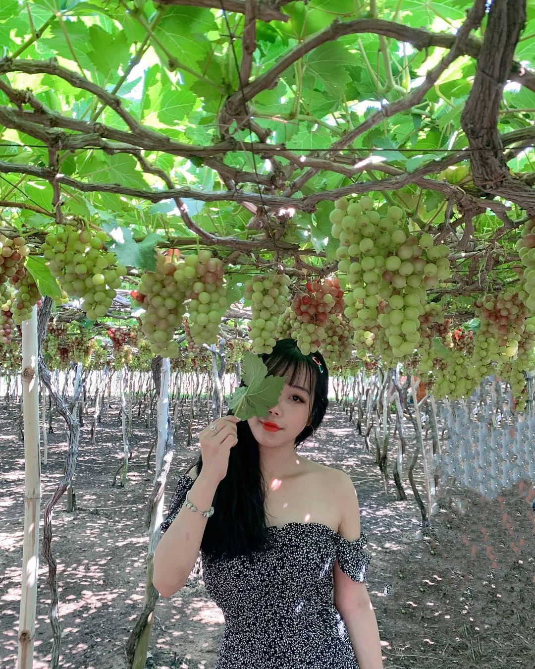 Du khách trải nghiệm hái nho Ninh Thuận - Tour Hang Rái, Vĩnh Hy, Vườn Nho, Đồng Cừu