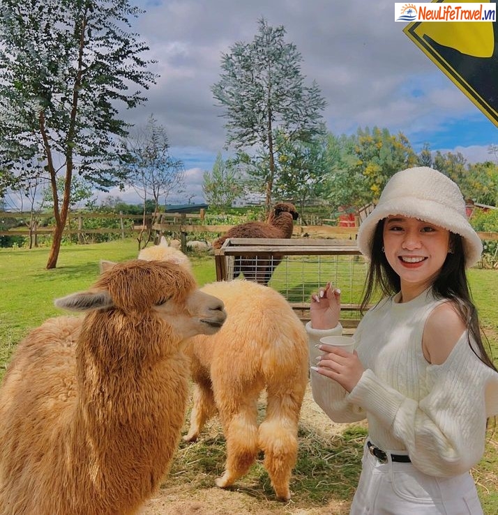 Tour check in địa điểm Hot Đà Lạt 2023 - Chika Farm newlifetravel 01