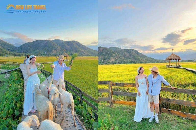 Du lịch Đồng Cừu Suối Tiên