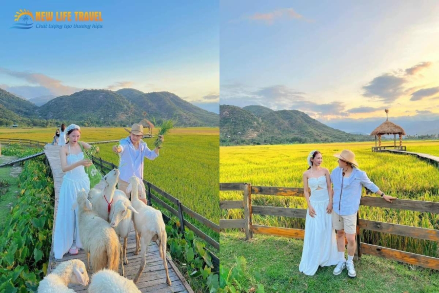 Du lịch Đồng Cừu Suối Tiên