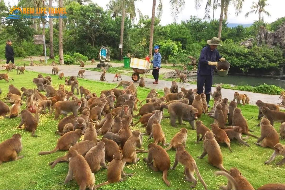 Hình ảnh những chú khỉ đang chờ ăn trên đảo khỉ