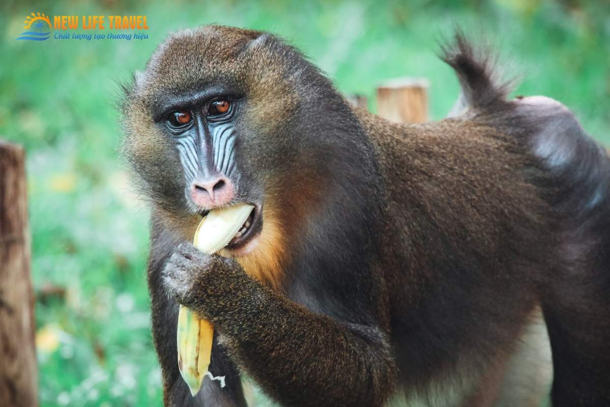 Hình ảnh cận cảnh mặt khỉ Mandrill