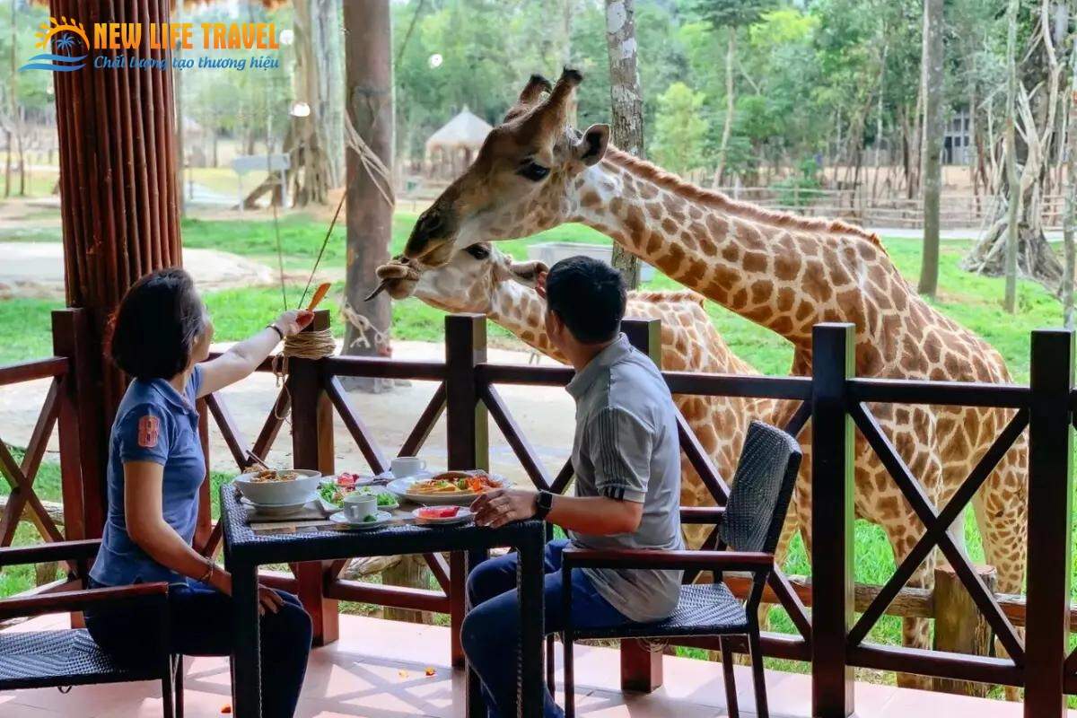 Vừa ăn vừa được tương tác với các chú huơu cao cổ tại nhà hàng Giraffe