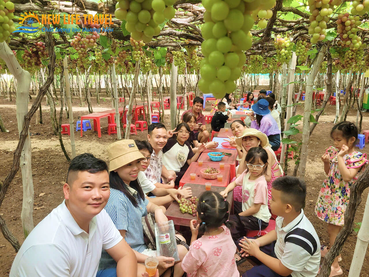 Du khách tham quan và hái nho tại Vườn Nho Ninh Thuận Du khách tham quan và hái nho tại Vườn Nho Ninh Thuận