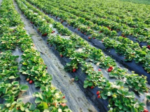 vuon-dau-da-lat-ngon