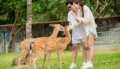 khu-dong-vat-yang-bay