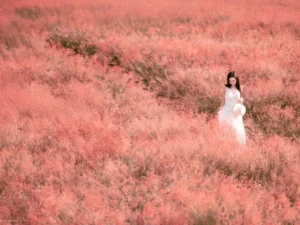 Doi-hoa-co-hong-da-lat-