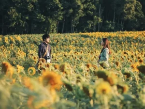 canh-dong-hoa-huong-duong