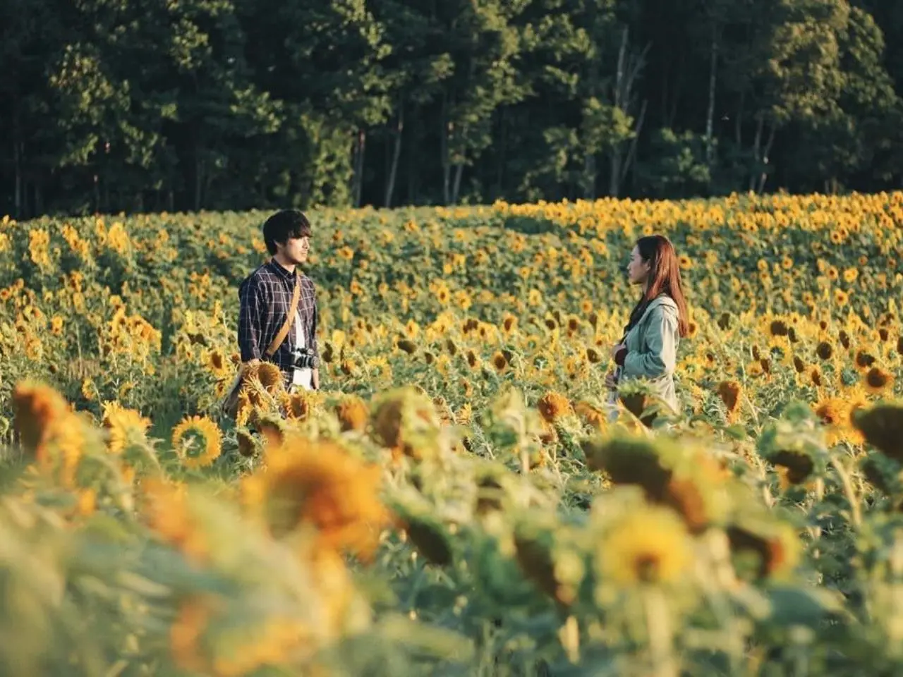 canh-dong-hoa-huong-duong