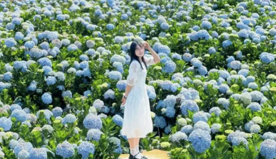 hoa-cam-tu-cau-da-lat