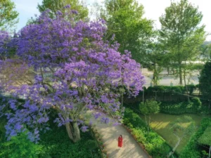 hoa-phuong-tim-da-lat