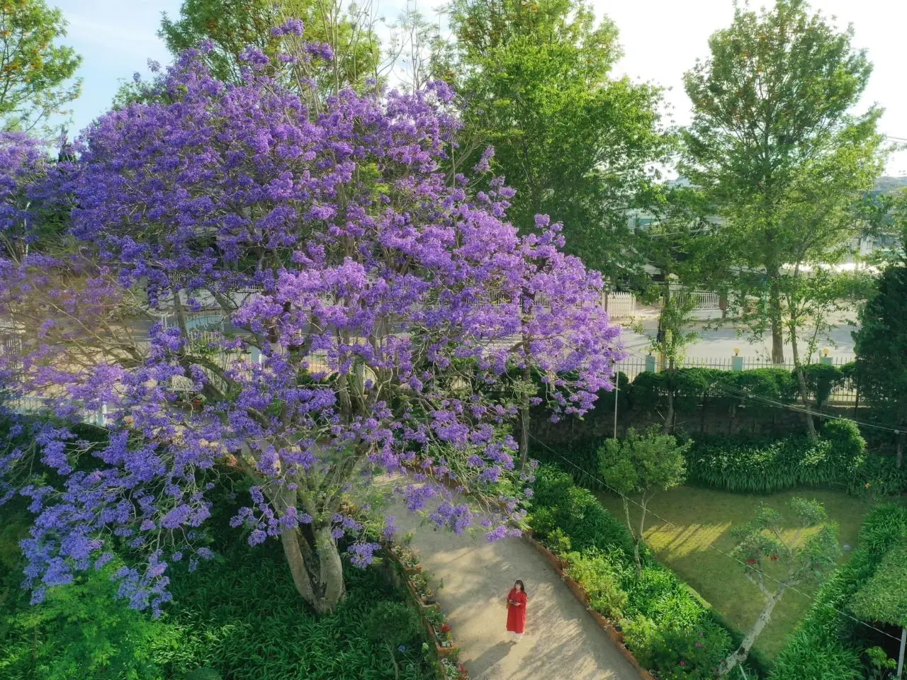 hoa-phuong-tim-da-lat