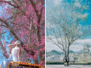 mua-hoa-da-lat-thang-3