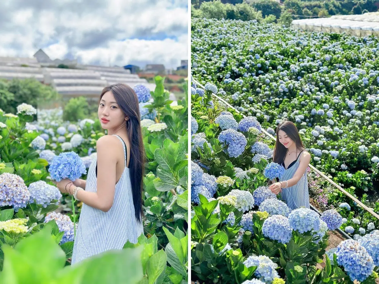 Hình ảnh du khách chụp ảnh cùng cánh đồng hoa cẩm tú cầu 