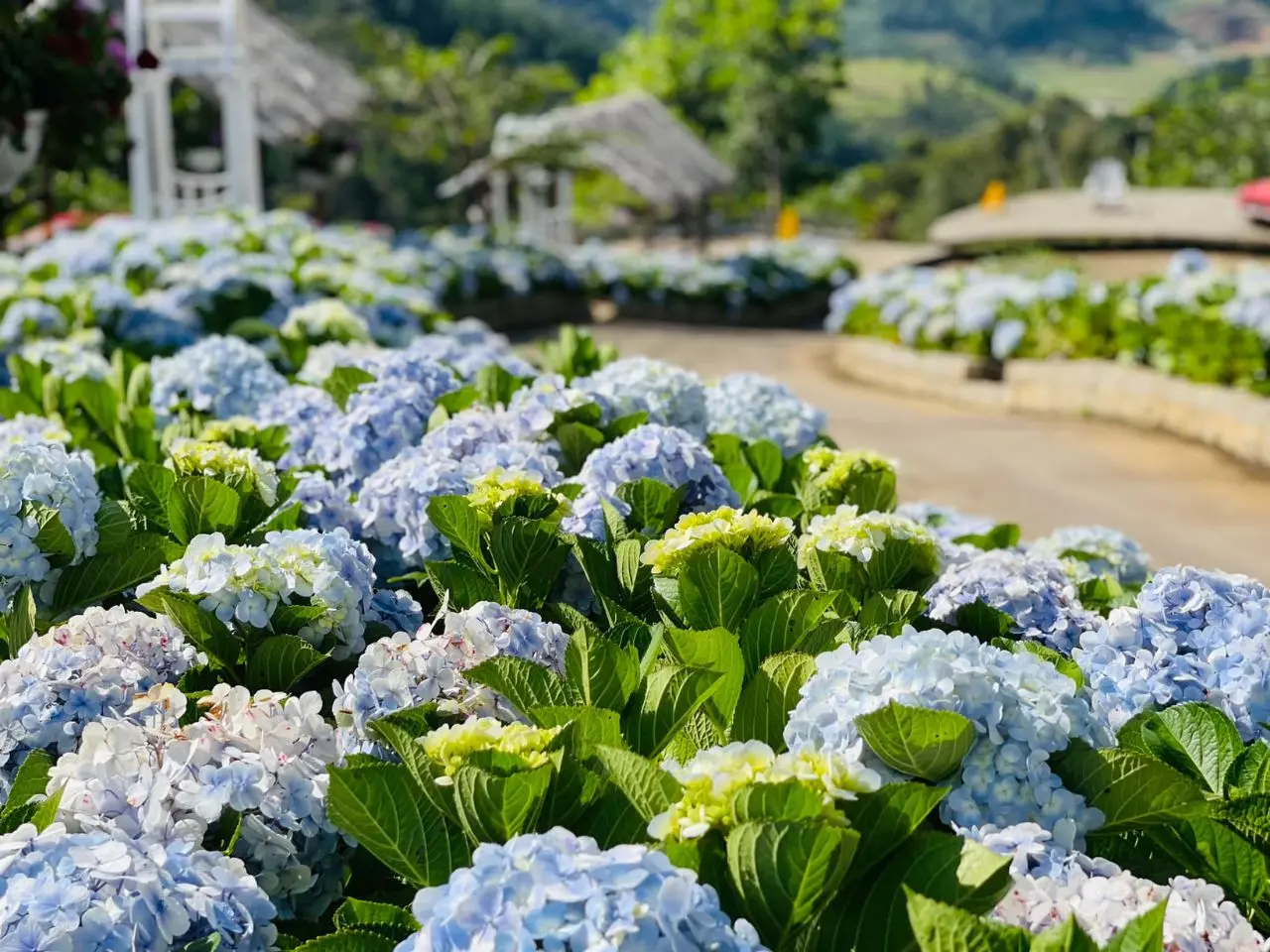 Hình ảnh vườn hoa cẩm tú cầu Đà Lạt 