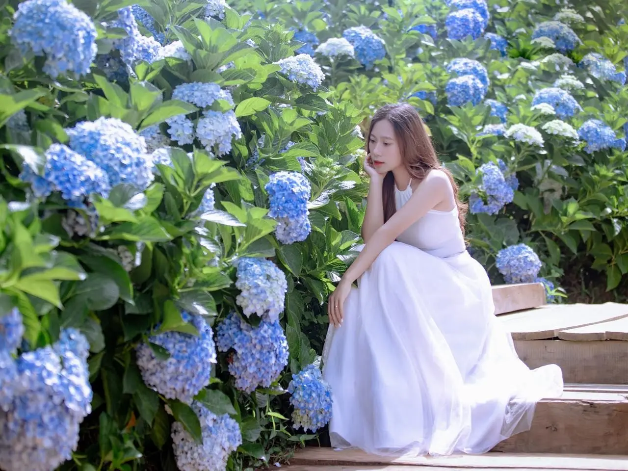 Hình ảnh du khách check in bên hoa cẩm tú cầu 