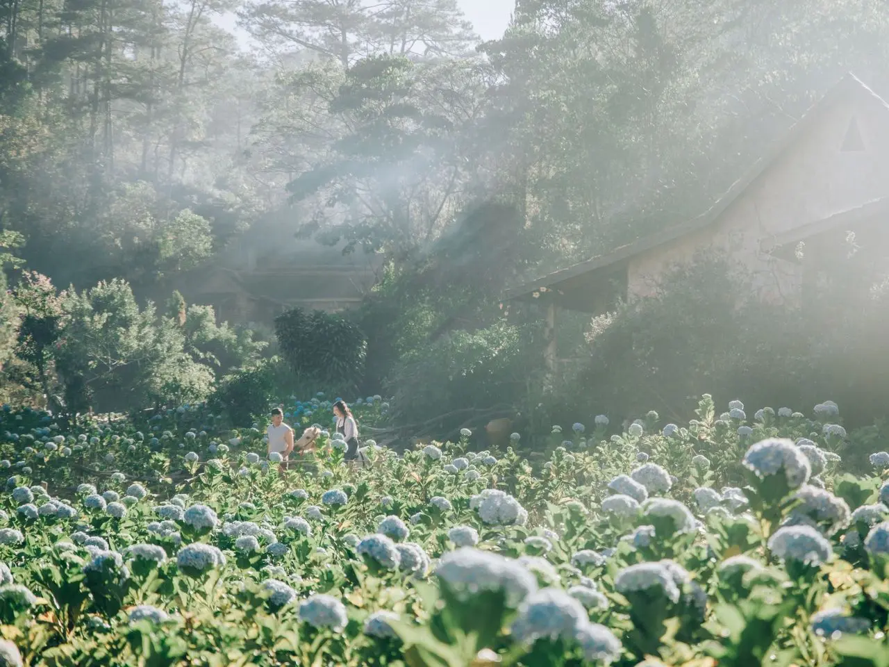 vuon-hoa-cam-tu-cau-lang-cu-lan