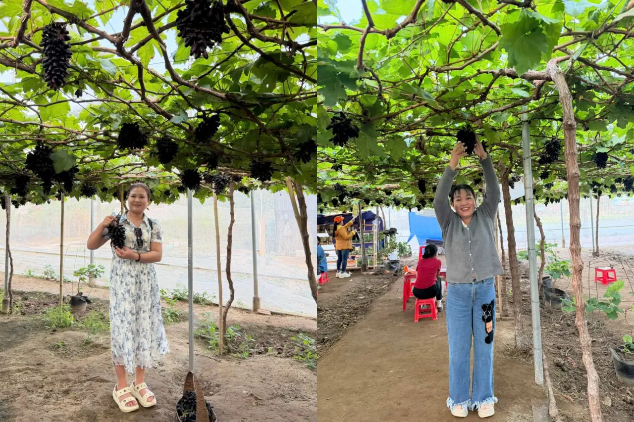 Du khách tham quan hái và thưởng thức nho tại vườn nho Ninh Thuận