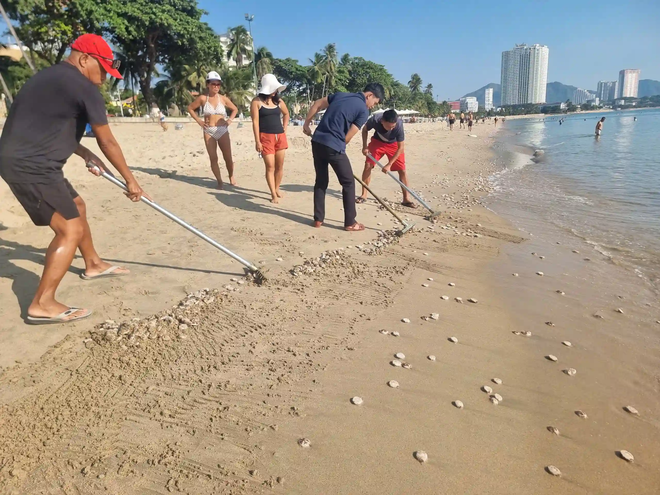 Ban quản lý vịnh Nha Trang dọn cầu gai cát tại bãi biển